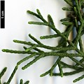 SpeciesSub: var. baja-californica